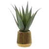 Aloe pot strie or