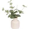 Eucalyptus dans vase