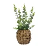 Eucalyptus pot tresse h40cm