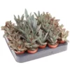 Kalanchoe pot 5,5cm h8-10