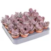 Kalanchoe pot 5,5cm h8-10