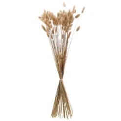 Lagurus 50cm