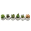 Mini succulente