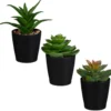 Mini succulente dans pot noir