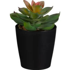 Mini succulente dans pot noir