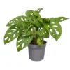 Monstera pot 5,5cm h25