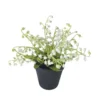 Muguet en pot