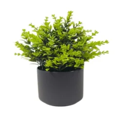 Plante en pot