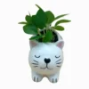 Succulente chat