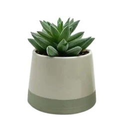 Succulente pot bicolore