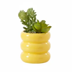 Succulente pot cotele