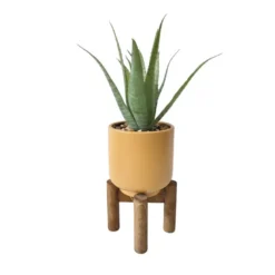Succulente pot pied bois