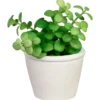 Succulente pot texture