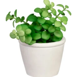Succulente pot texture