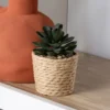 Succulente pot tresse