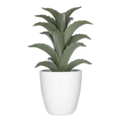 Succulent ou cactus en pot