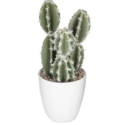 Succulent ou cactus en pot