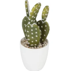 Succulent ou cactus en pot
