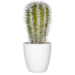 Succulent ou cactus en pot