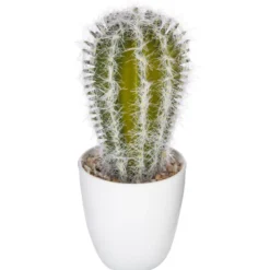 Succulent ou cactus en pot