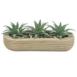 Trio succulentes