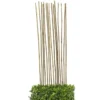 Tuteurs en bambou 110cm x15